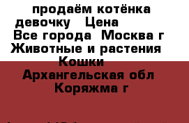 продаём котёнка девочку › Цена ­ 6 500 - Все города, Москва г. Животные и растения » Кошки   . Архангельская обл.,Коряжма г.